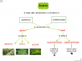 piante-semplici-e-complesse-ridotto