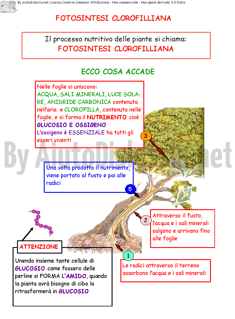 fotosintesi-clorofilliana