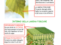 la-struttura-della-foglia