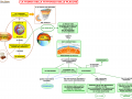 05. LA TEORIA DELLA TETTONICA DELLE PLACCHE
