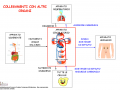 collegamenti-con-altri-organi