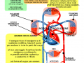 il-sistema-circolatorio-2