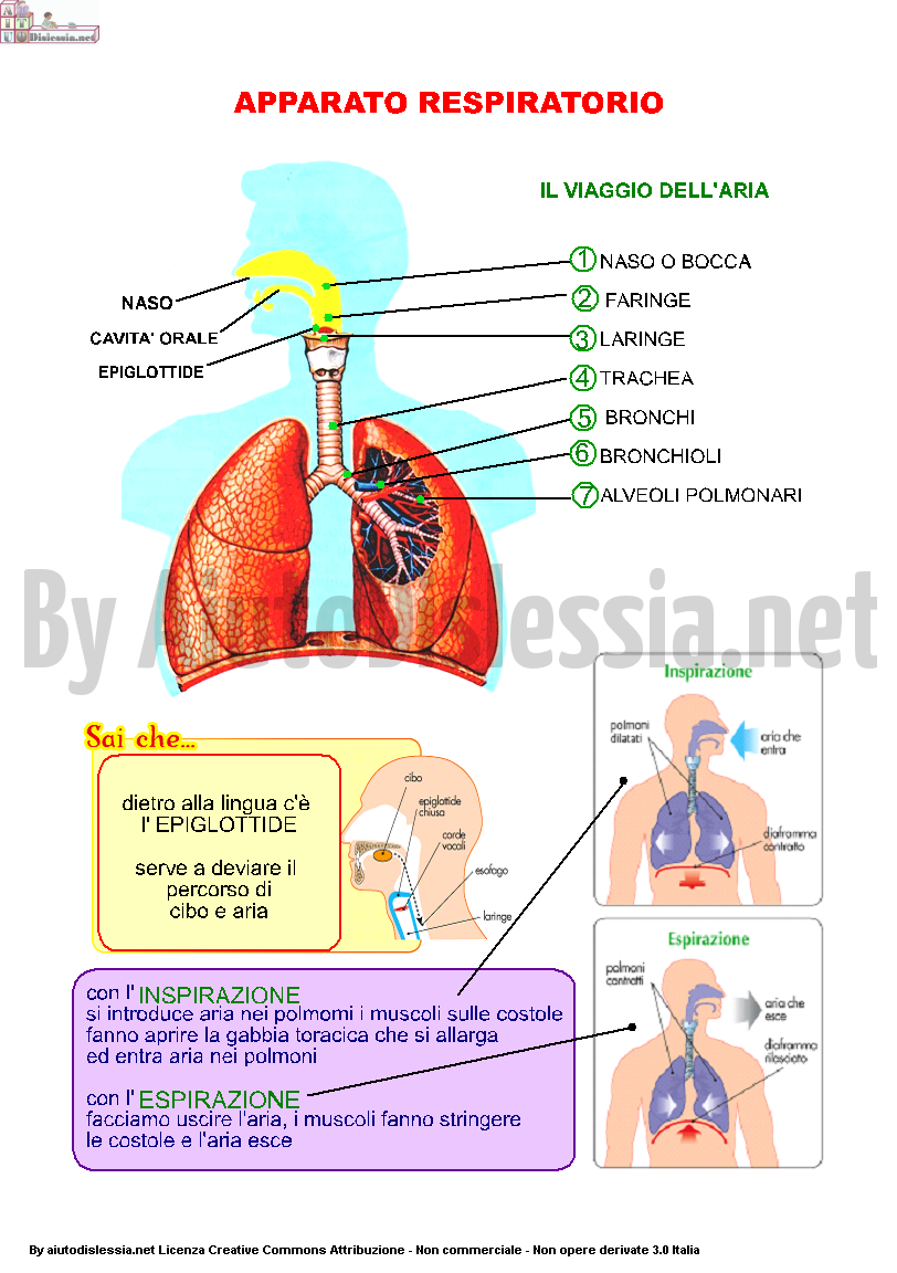 apparato-respiratorio
