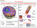 00. CELLULA EUCARIOTE E PROCARIOTE