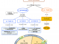 14. IL CICLO CELLULARE