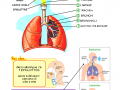 apparato-respiratorio-2