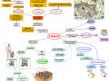 13. I GRECI (mappa facilitata)