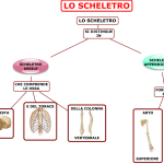 03. LE PARTI DELLO SCHELETRO