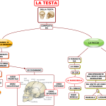 04. LA TESTA