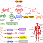 01. I MUSCOLI