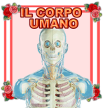 IL CORPO UMANO 2