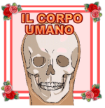 IL CORPO UMANO..