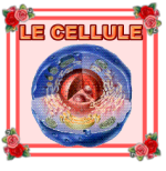 LE CELLULE 2