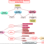 02. IL MUSCOLO SCHELETRICO