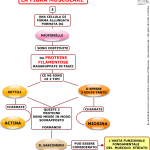 03. LA FIBRA MUSCOLARE