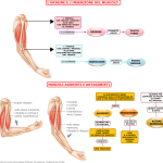 04. ORIGINE E INSERZIONE DEL MUSCOLO - I MUSCOLI AGONISTI E ANTAGONISTI