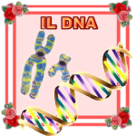 IL-DNA