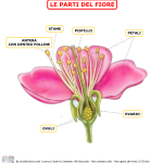 LE PARTI DEL FIORE