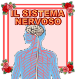 SISTEMA-NERVOSO