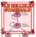 LE CELLULE STAMINALI